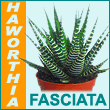 Haworthia Fasciata